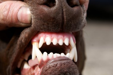 Dog Teeth clipart
