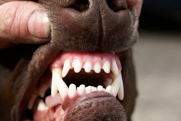 Zęby psa — Zdjęcie stockowe