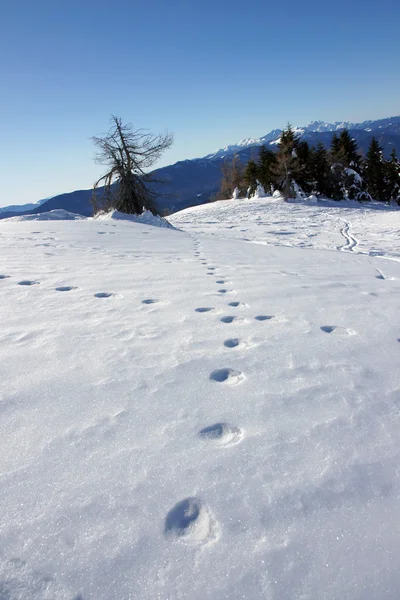 Winter path — Stock Photo, Image