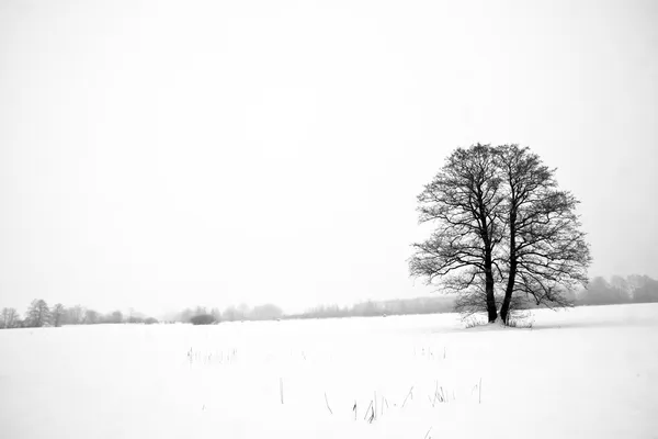 Дерево в зимнем поле — стоковое фото