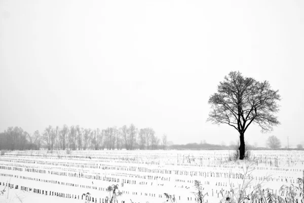 Árbol en un campo de invierno — Foto de Stock
