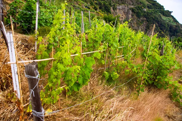 Organische wijngaard — Stockfoto
