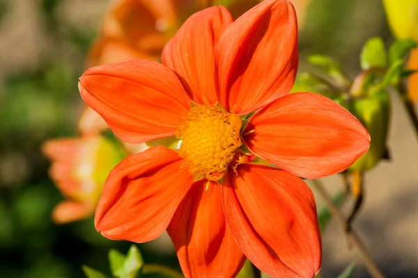 stock image Orange flower