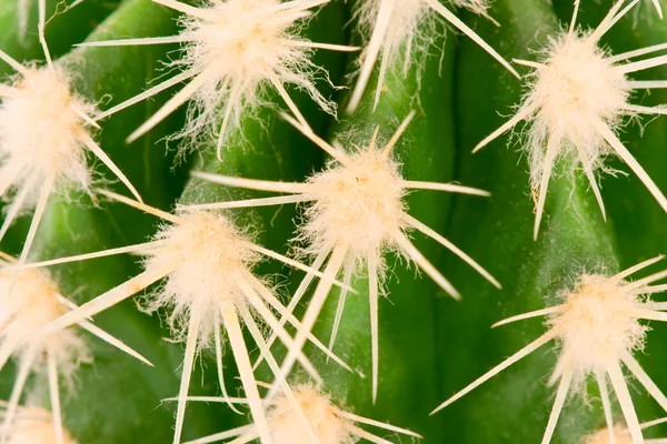 stock image Cactus close up