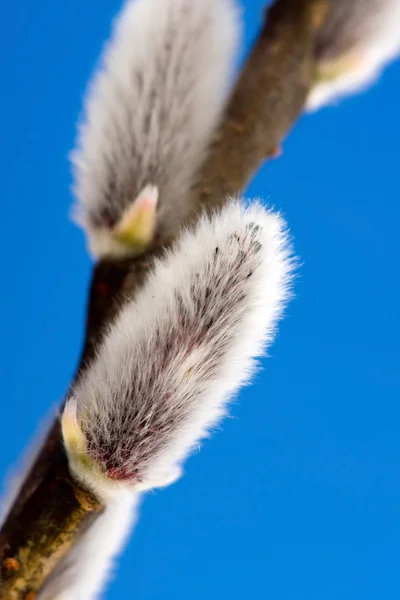 Buceta salgueiro sinais de primavera — Fotografia de Stock