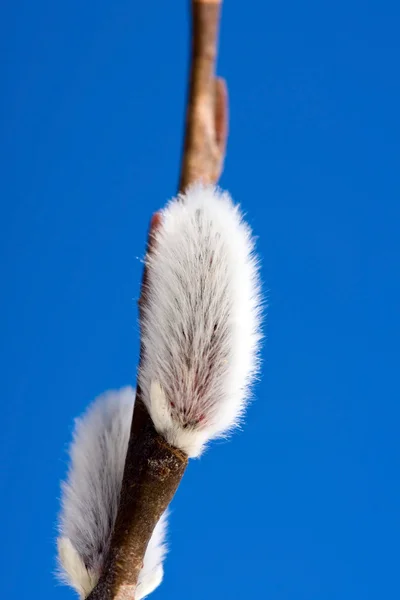 Pussy willow tekenen van de lente — Stockfoto