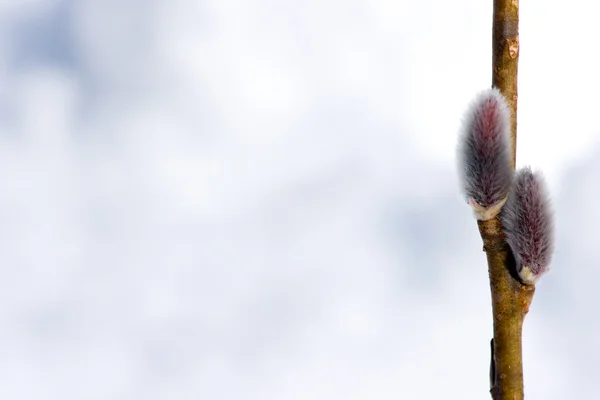 Pussy willow tekenen van de lente — Stockfoto