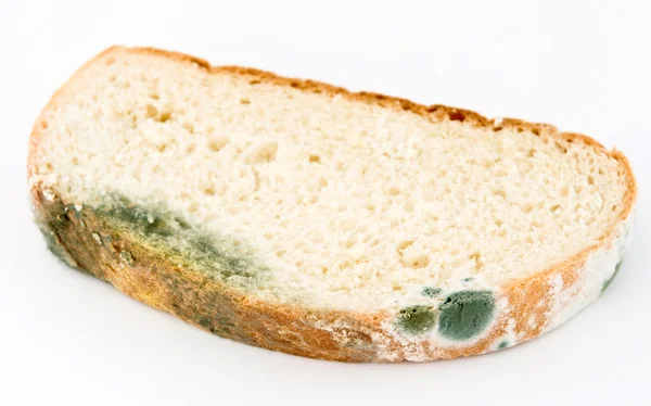 Schimmel op brood — Stockfoto