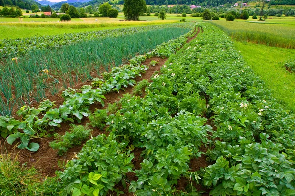 stock image Organic Cultivating