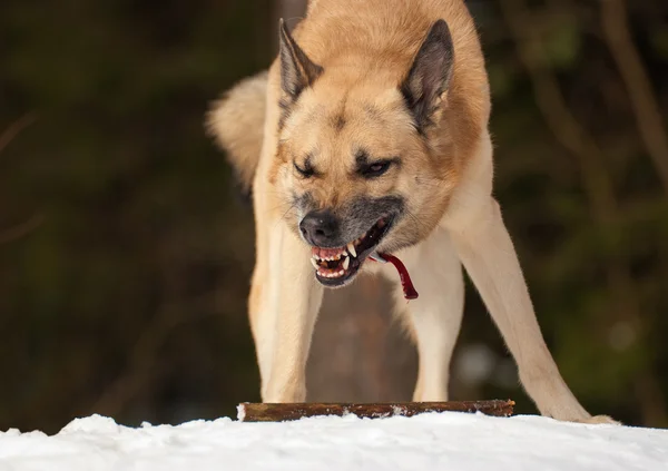 Агресивної собакою Стокова Картинка
