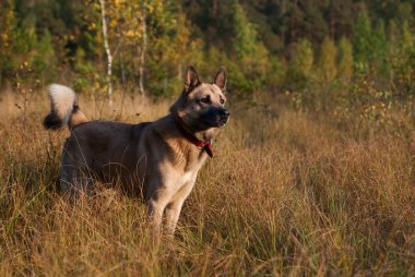 Batı Sibirya laika (husky)