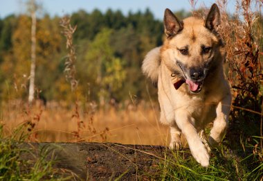 Jumping West Siberian laika (husky) clipart