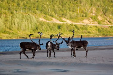 reindeers Nehri kıyısında