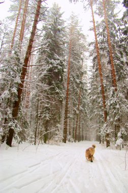 West Siberian Laika in winter forest clipart