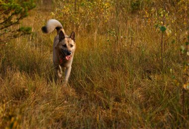 Batı Sibirya laika (husky)