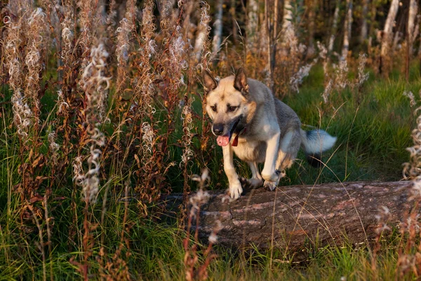 Saltando laika da Sibéria Ocidental (husky ) — Fotografia de Stock