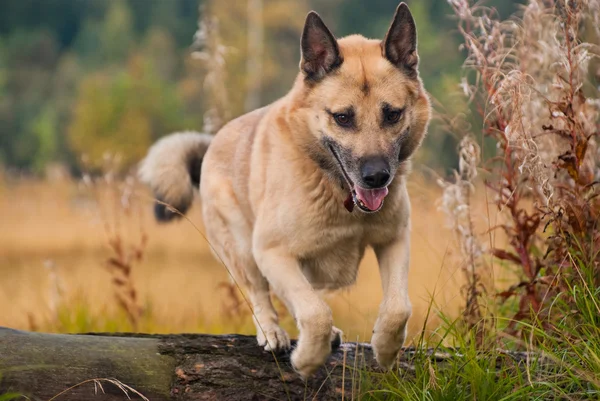Springen westsibirische laika (husky) — Stockfoto