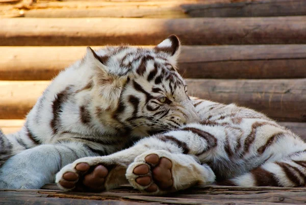 Jovem Tigre Branco de Bengala — Fotografia de Stock