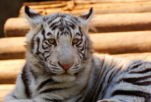 Jonge witte Bengaalse tijger — Stockfoto