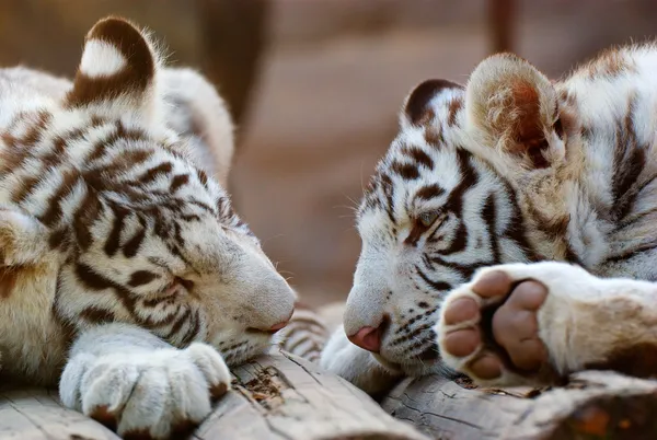 Jovens tigres de bengala branca — Fotografia de Stock