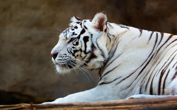 Tigre blanco de Bengala —  Fotos de Stock
