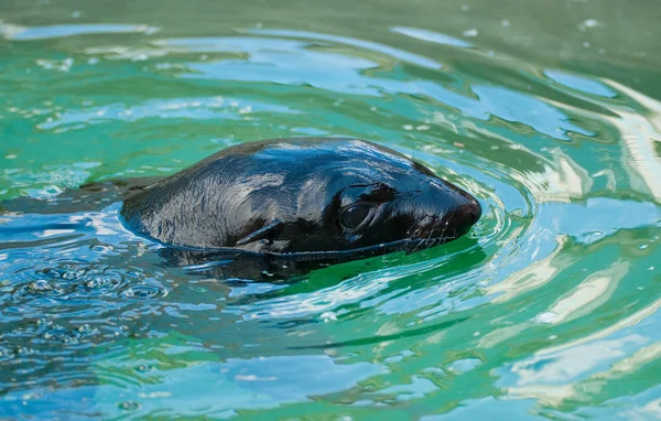 在莫斯科动物园海狗 — 图库照片