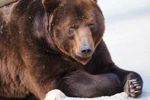Niedźwiedź brunatny w zoo Moskwa — Zdjęcie stockowe