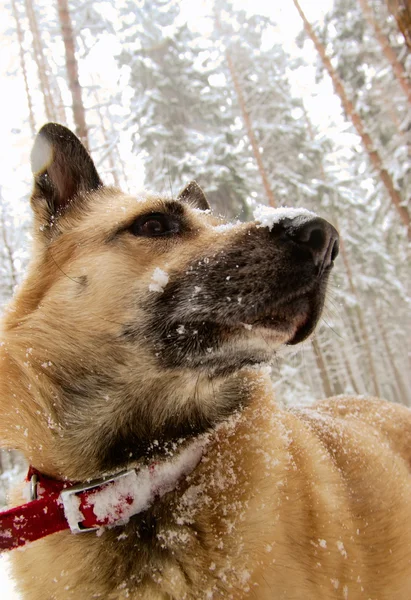 Laika siberiana occidental en el bosque de invierno —  Fotos de Stock