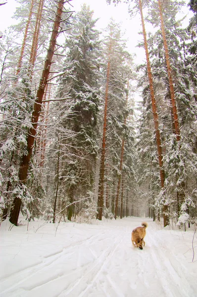 Laika da Sibéria Ocidental na floresta de inverno — Fotografia de Stock
