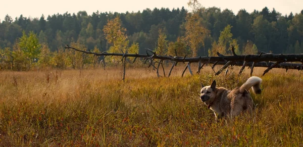 Stock image West Siberian laika (husky)