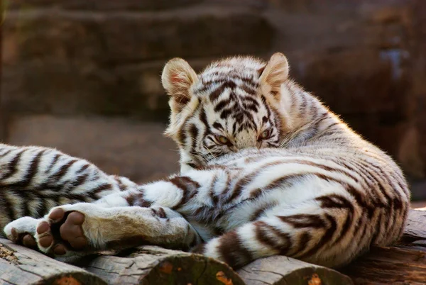 Tigre de bengala blanco joven —  Fotos de Stock