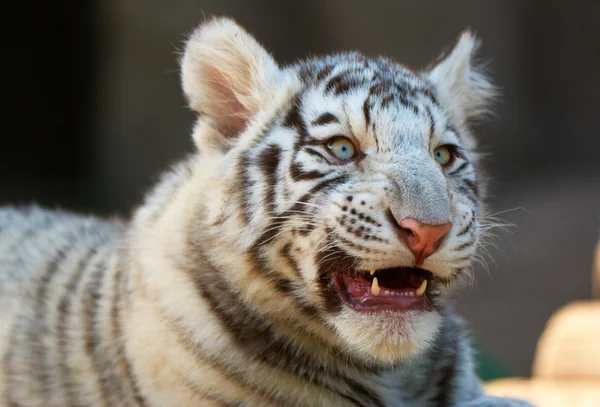 Jovem Tigre Branco de Bengala — Fotografia de Stock