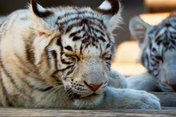 Les jeunes tigres blancs du Bengale dans le zoo de Moscou — Photo