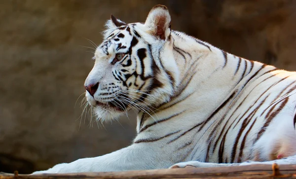 Tigre de Bengala Branco — Fotografia de Stock