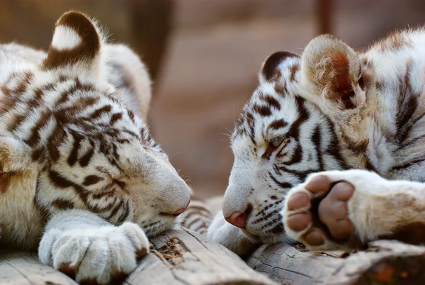 Tigres blancos jóvenes de Bengala Fotos De Stock Sin Royalties Gratis