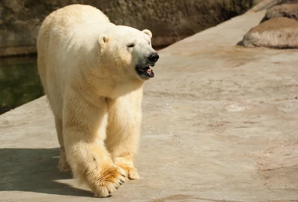 Orso polare allo zoo di Mosca Fotografia Stock