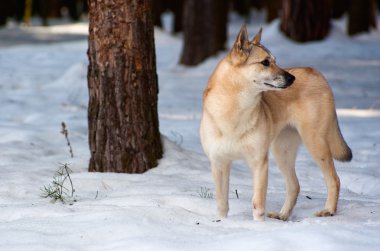 Finnish Spitz-dog clipart