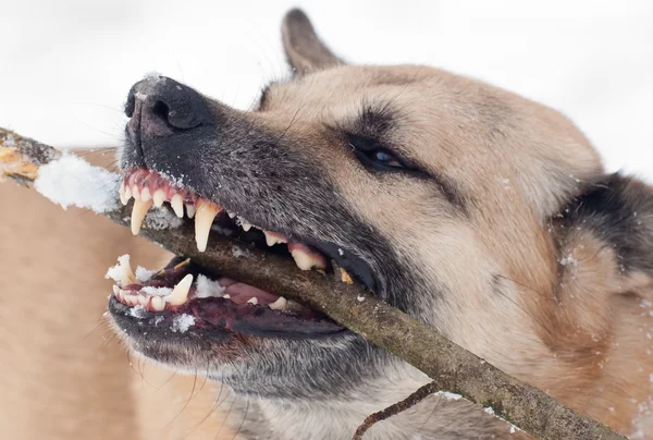 Hund med en pinne — Stockfoto