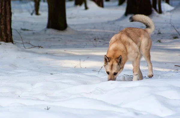 Finský špic pes — Stock fotografie