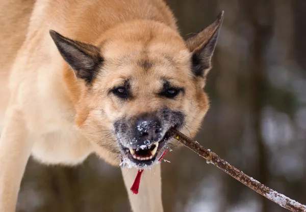Rolig letar hund gnaga en pinne — Stockfoto