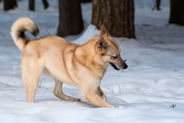 Spitz-dog finlandês — Fotografia de Stock