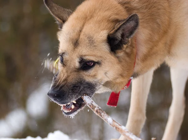 Agressief op zoek hond met een stok — Stockfoto