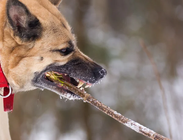 Aggressivamente cercando cane rosicchiare un bastone — Foto Stock