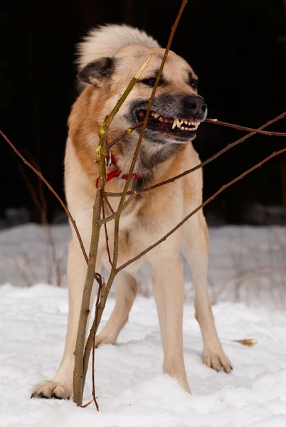 Гнавинская собака — стоковое фото