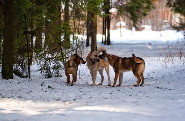 Dogs in forest — Stock Photo, Image