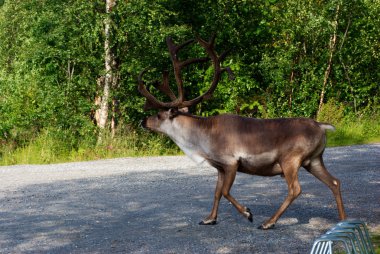 Reindeer in town suburb in Norway clipart
