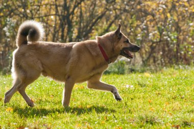 Batı Sibirya laika (husky)