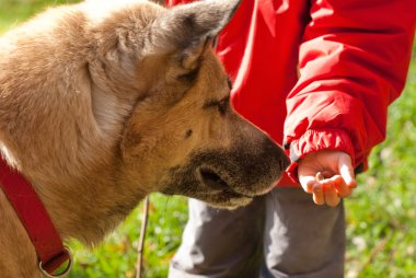 Some food. Child playing with the dog. clipart