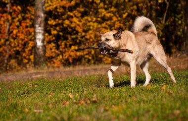 West Siberian laika playing with stick clipart
