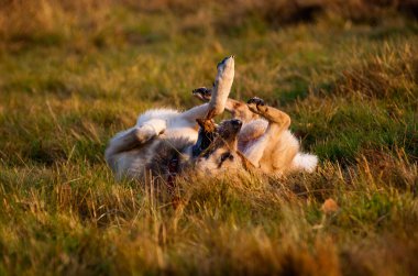 Dog playing with a stick clipart